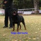 Yngo del Norte. Apto y Recomendado de cría por el Club rottweiler España